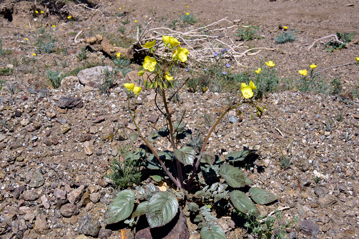 Yellow Cups blooms from February to May and prefers dry desert washes and plains or rocky slopes often in Creosote Bush plant communities. Chylismia 